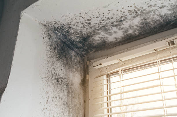 Affordable Mold Cleanup solutions in Smithfield, NC